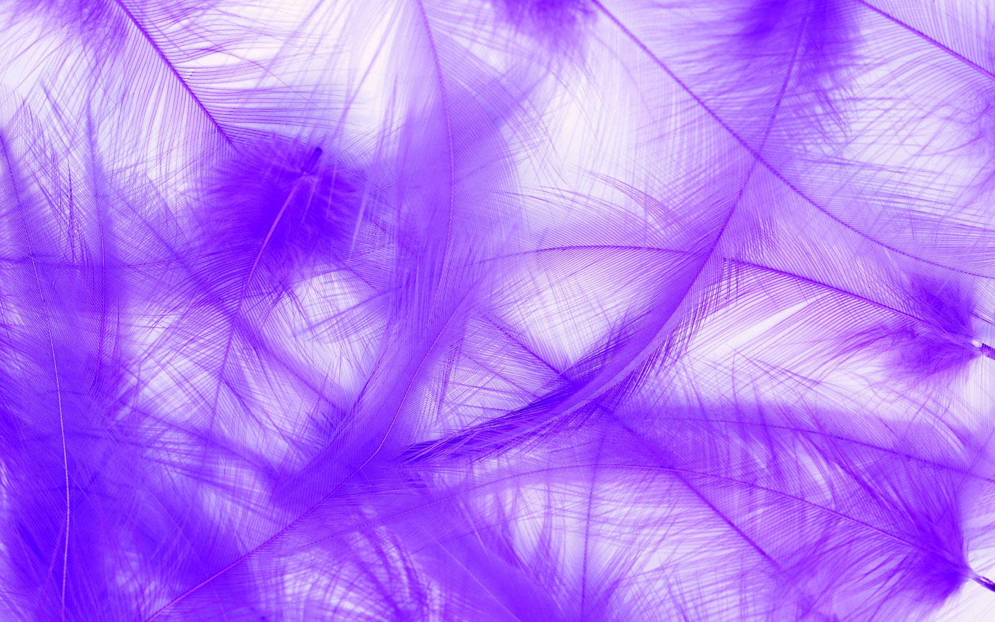 Purple Plumes Desktop Pc And Mac Wallpaper