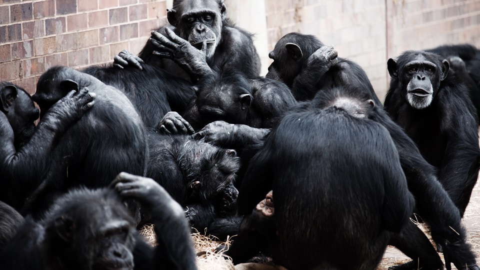Animal Apes Black Photo On