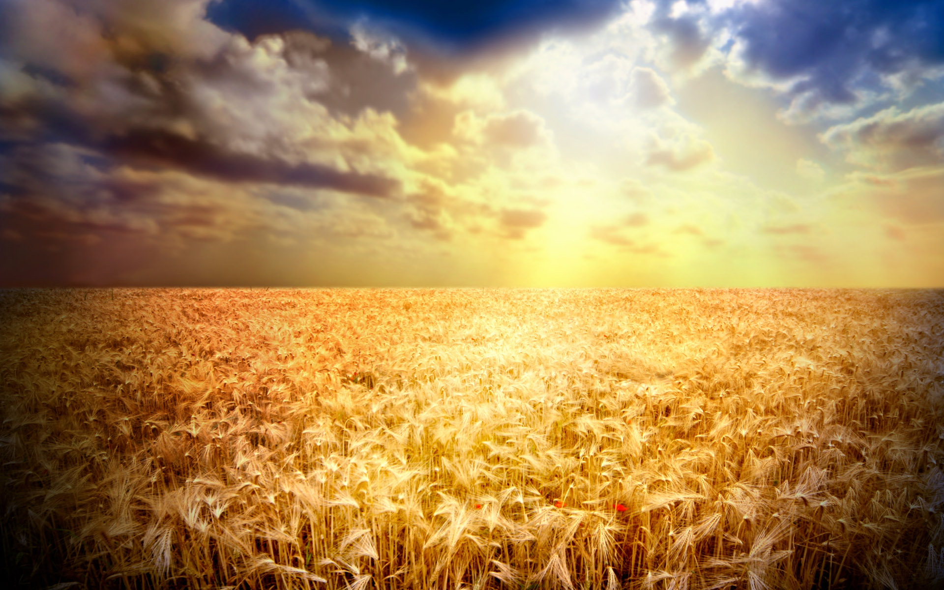 Really Cool Wheat Fields Wallpaper We Have Got For You