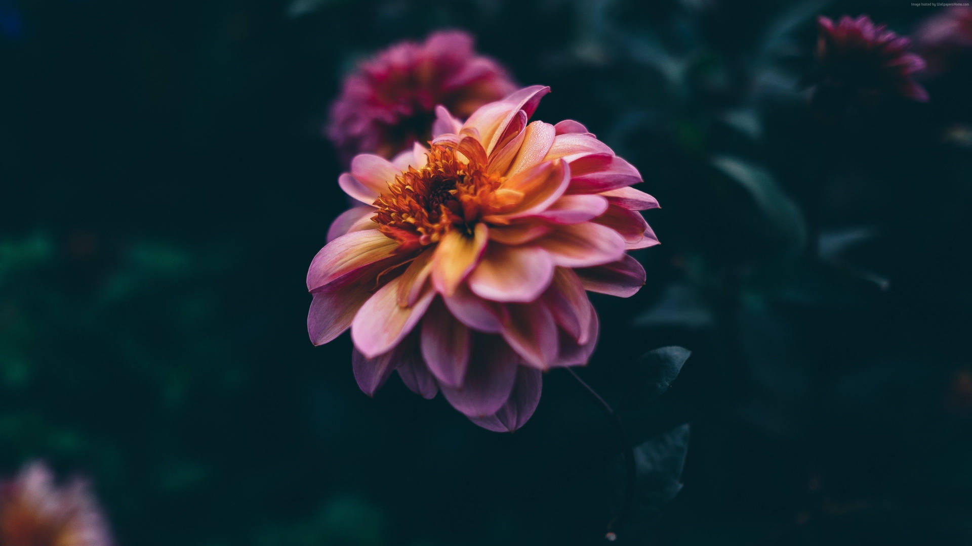 Dark HD Flowers Wallpaper