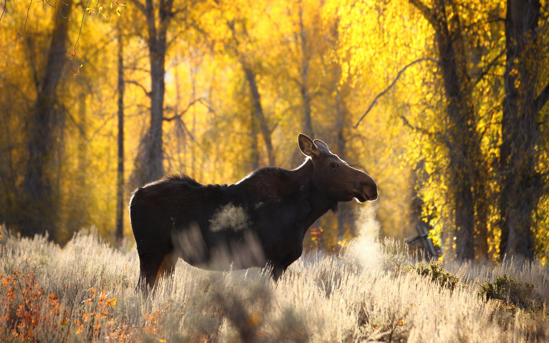 Moose HD Wallpaper And