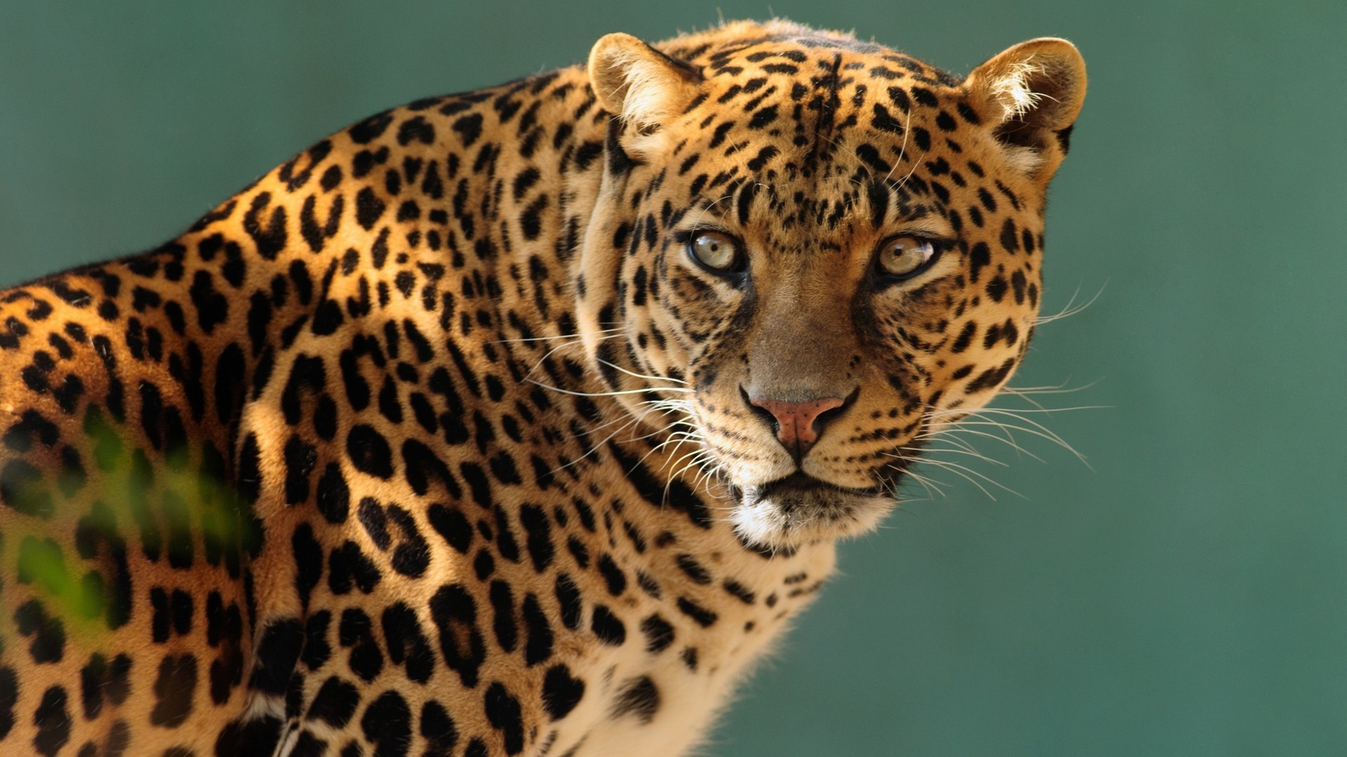 Jaguars Wallpaper