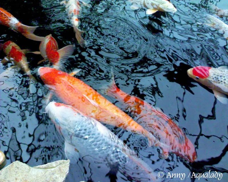 Koi Fish Wallpaper For Your Android Devices Amazing