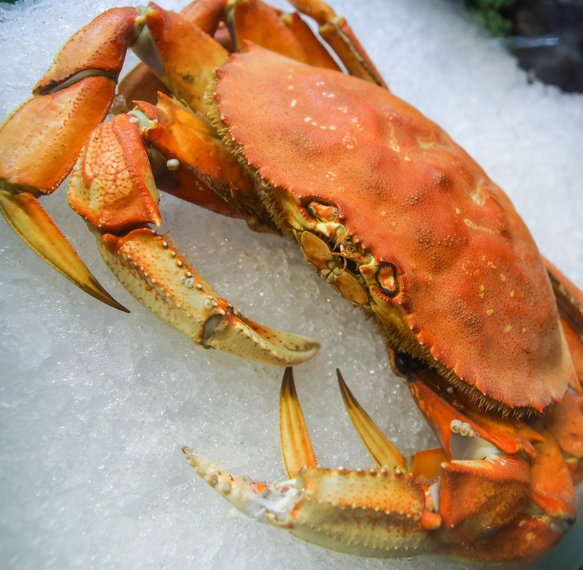 The Ultimate Guide To Cooking Dungeness Crab Recipes Tips And Wallpaper