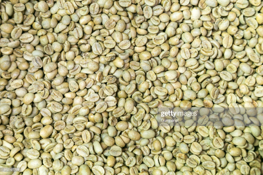 Organic Washed Process Green Coffee Beans Waiting For Roasting In