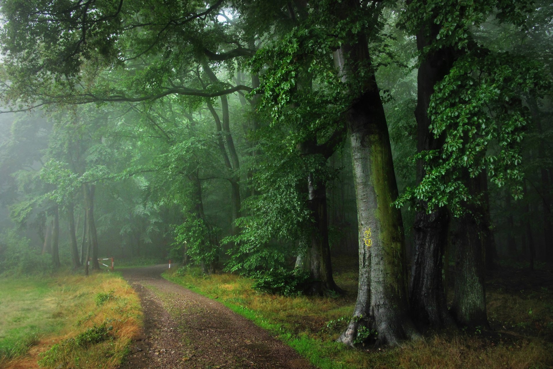 Germany Odenwald Forest Road Fog Rain Summer HD Wallpaper