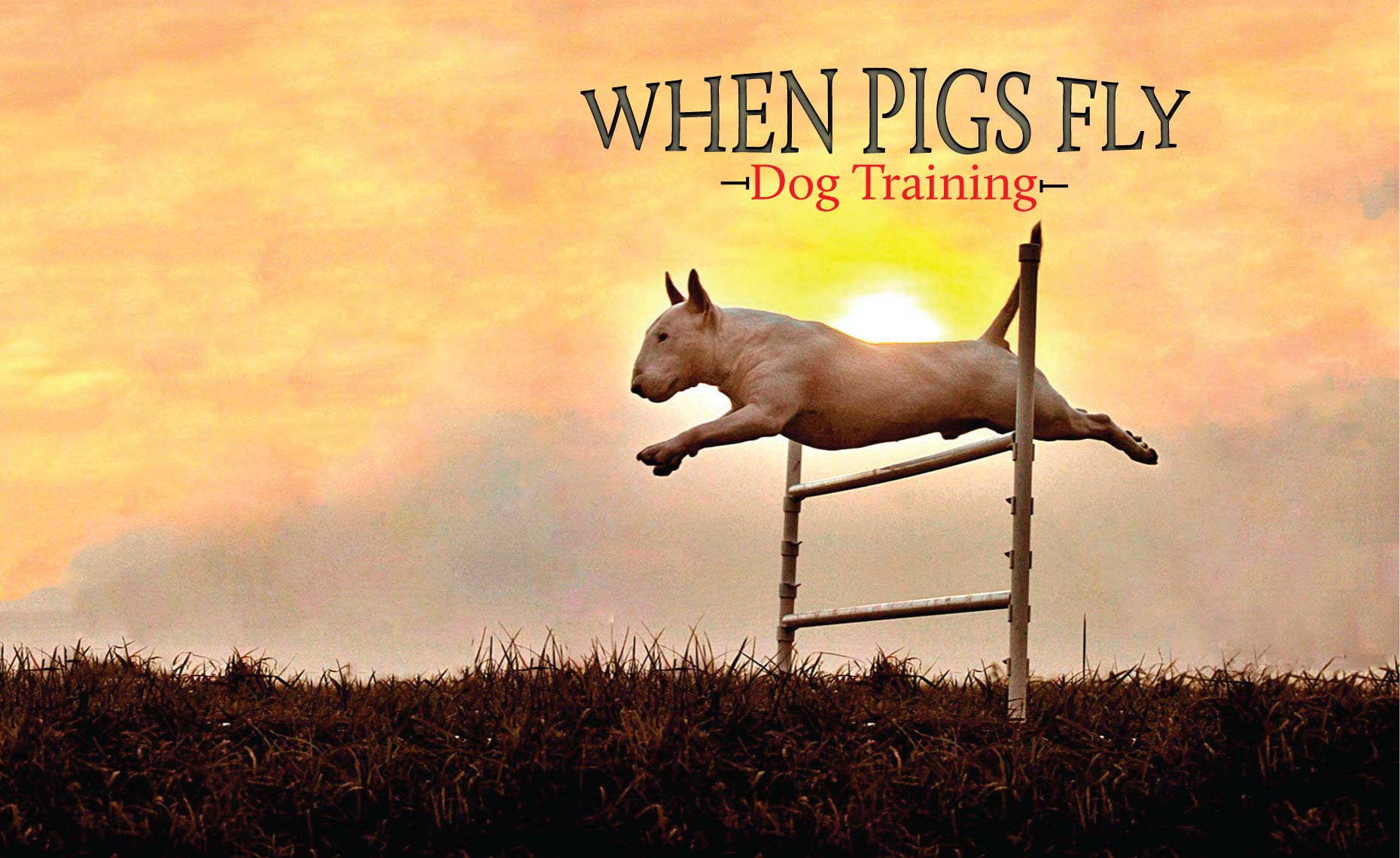 Jane Killion Author Of When Pigs Fly Training Success With