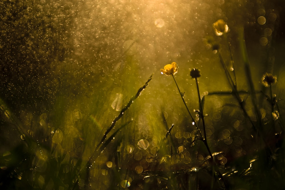 🔥 Free Download Sun Shower Pictures Image by nicolew54 WallpaperSafari