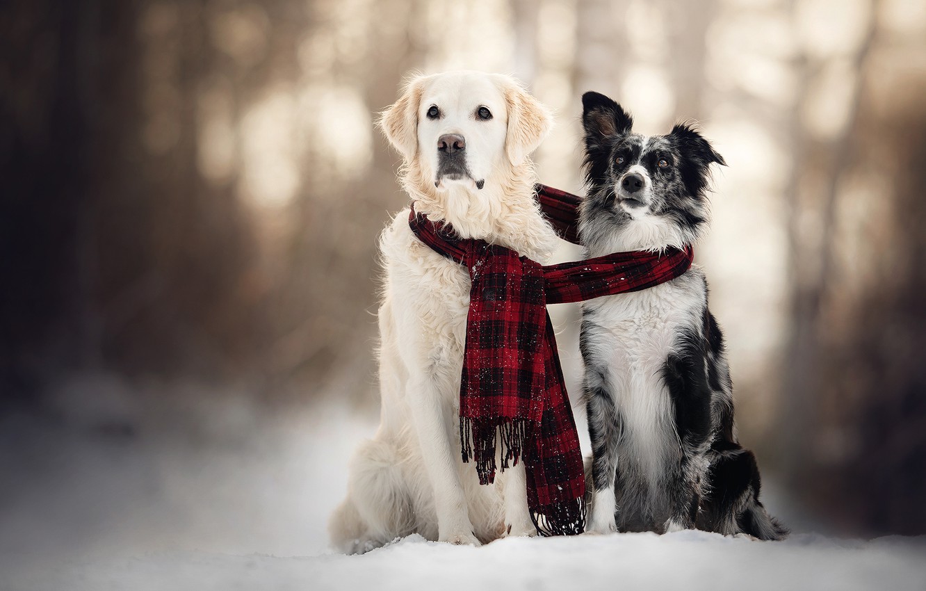 Wallpaper Winter Dogs Snow Scarf Pair Two Image For