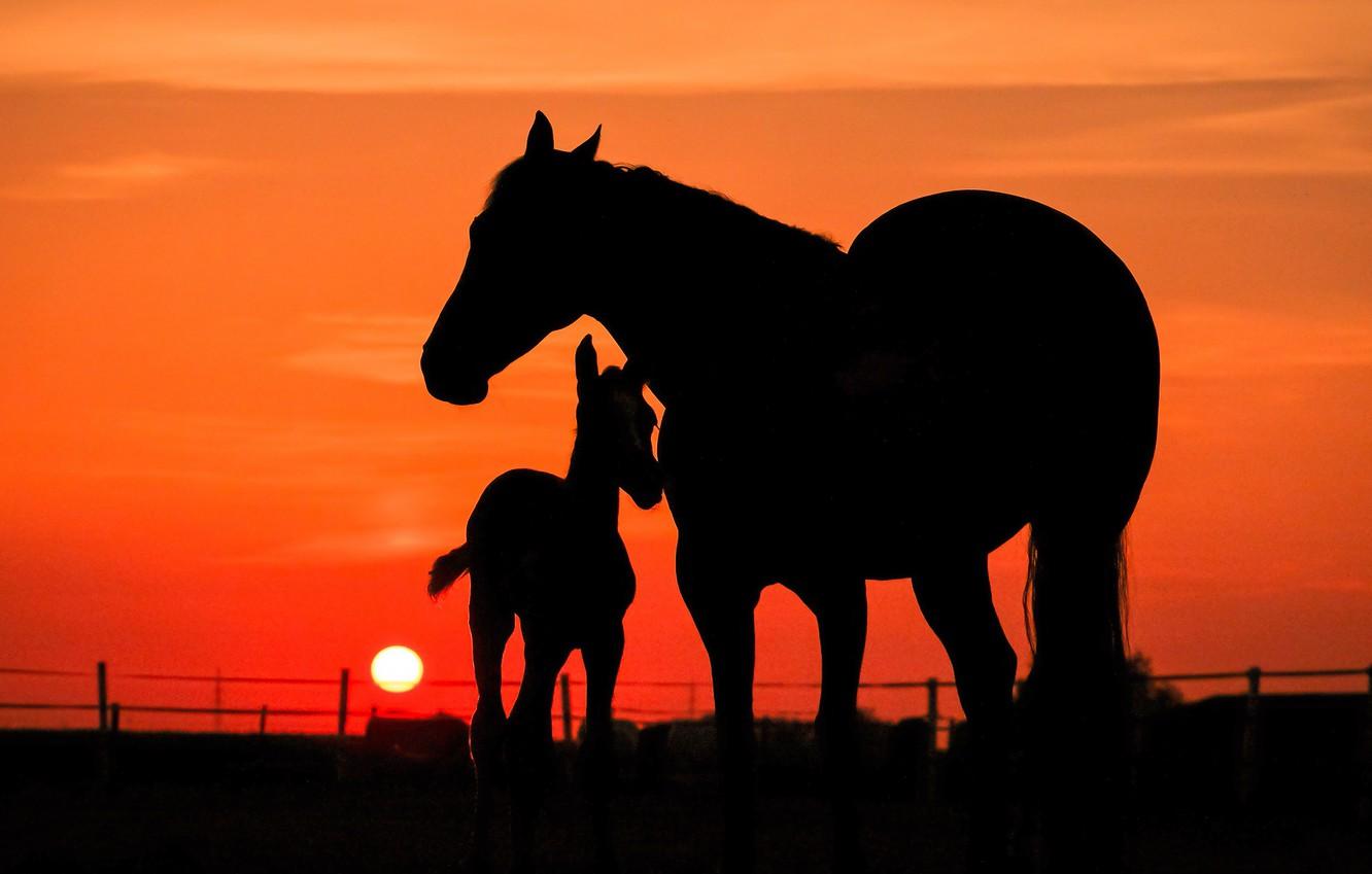 Wallpaper The Sky Sun Sunset Horse Horses Evening