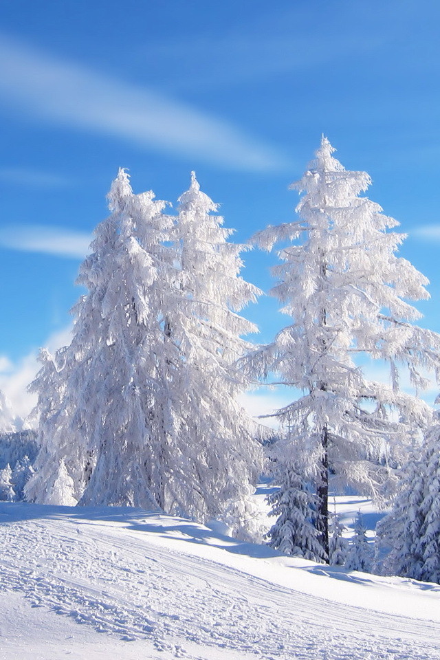 Snow Trees Wallpaper iPhone