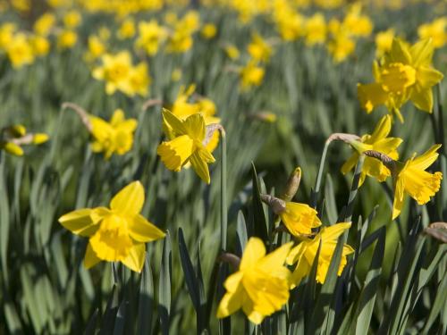 Field Of Daffodils Wallpaper