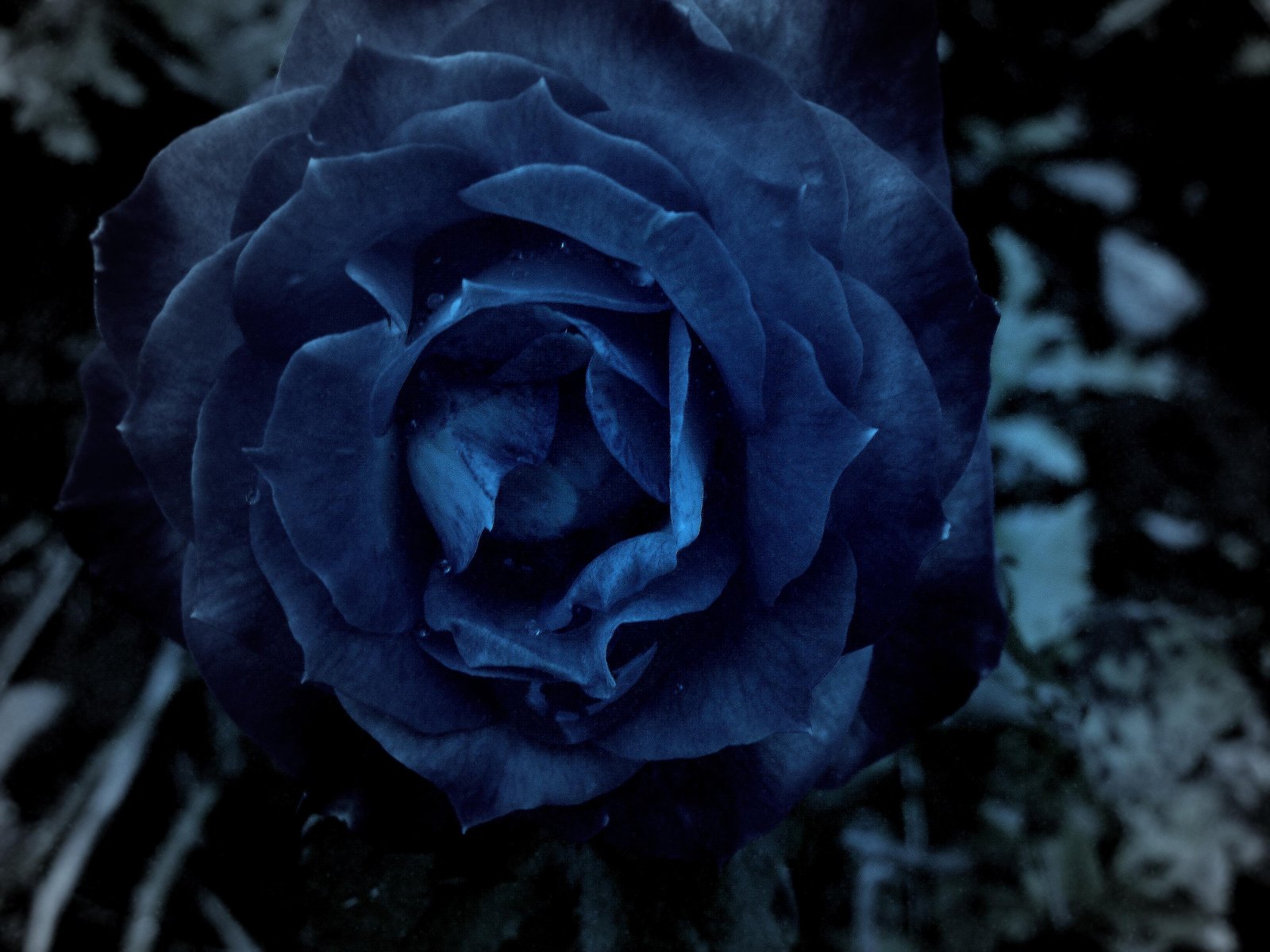 47+] Dark Blue Roses Wallpaper - WallpaperSafari