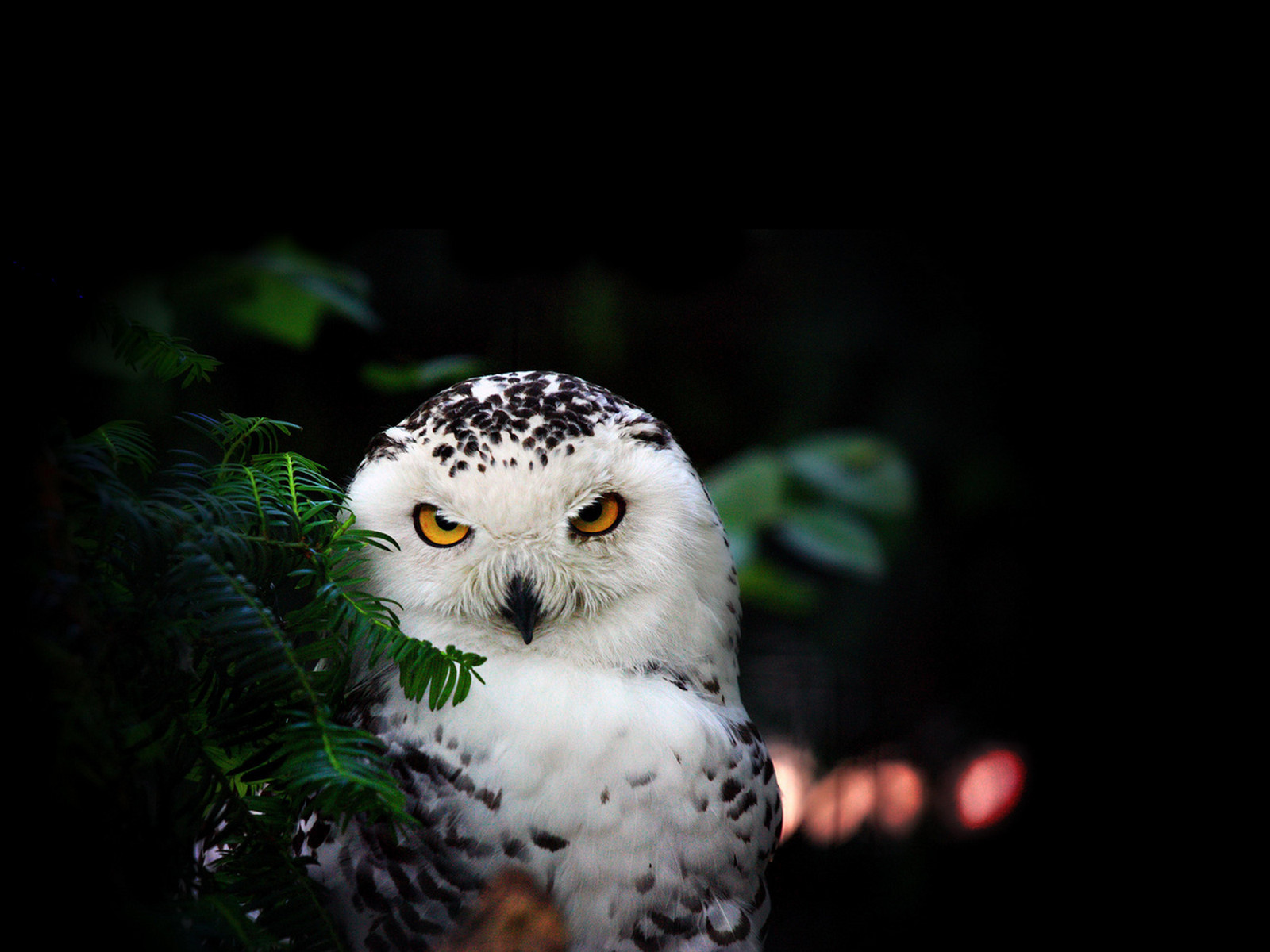 Animal   Snowy Owl Wallpaper