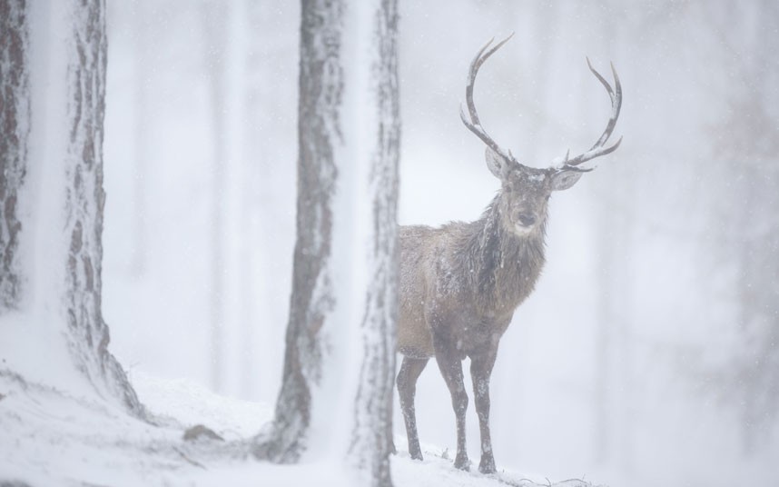 Deer In Snow Wallpaper With horizontal snow driving