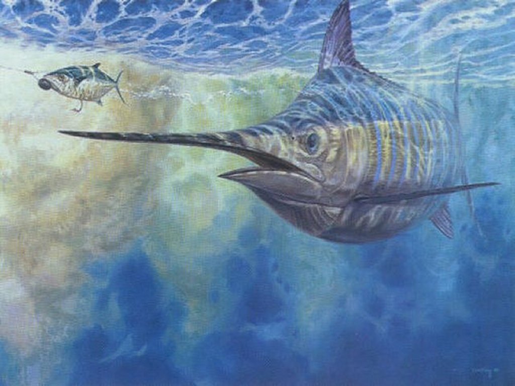 Cool Fishing Wallpaper Saltwater Teahub Io