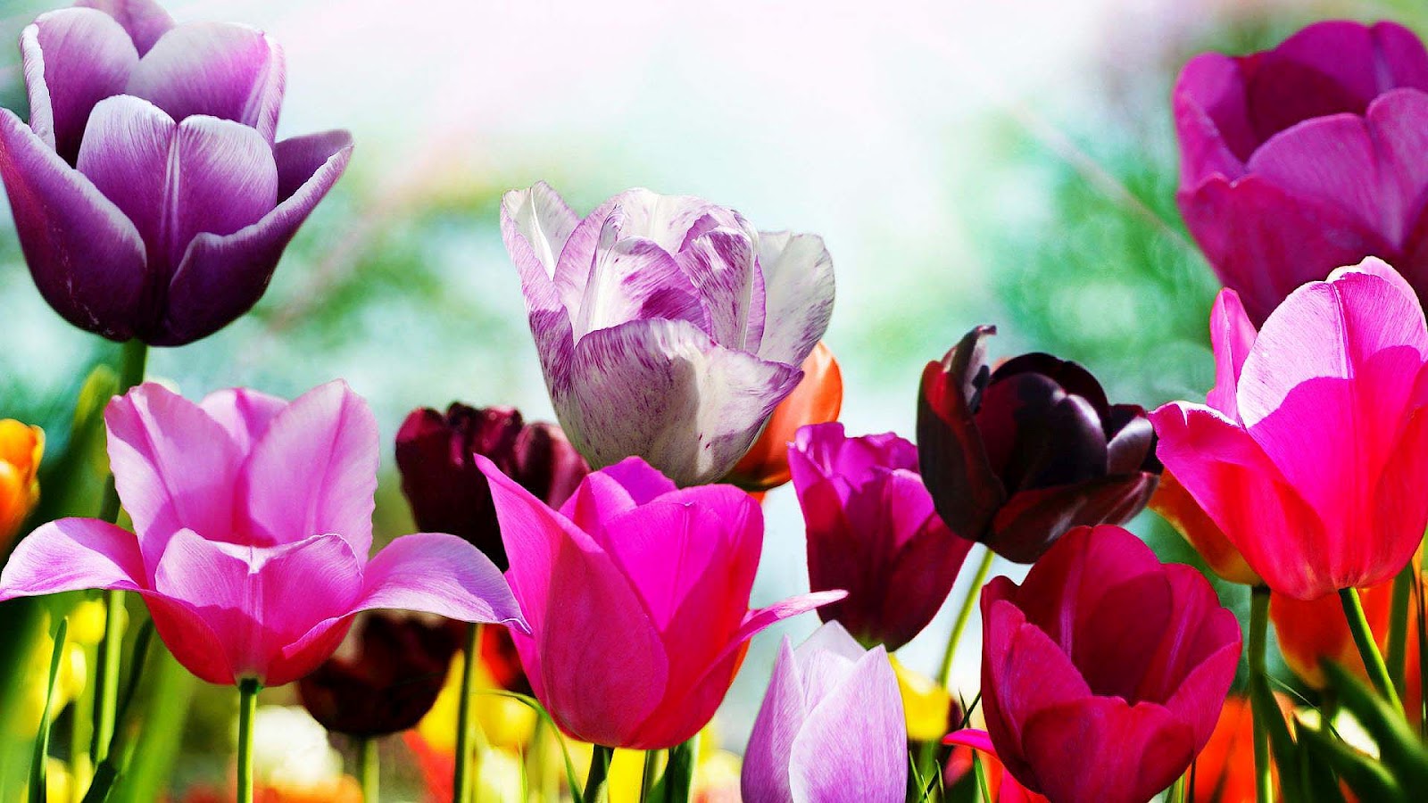 Met Tulpen In Verschillende Kleuren HD Wallpaper Foto