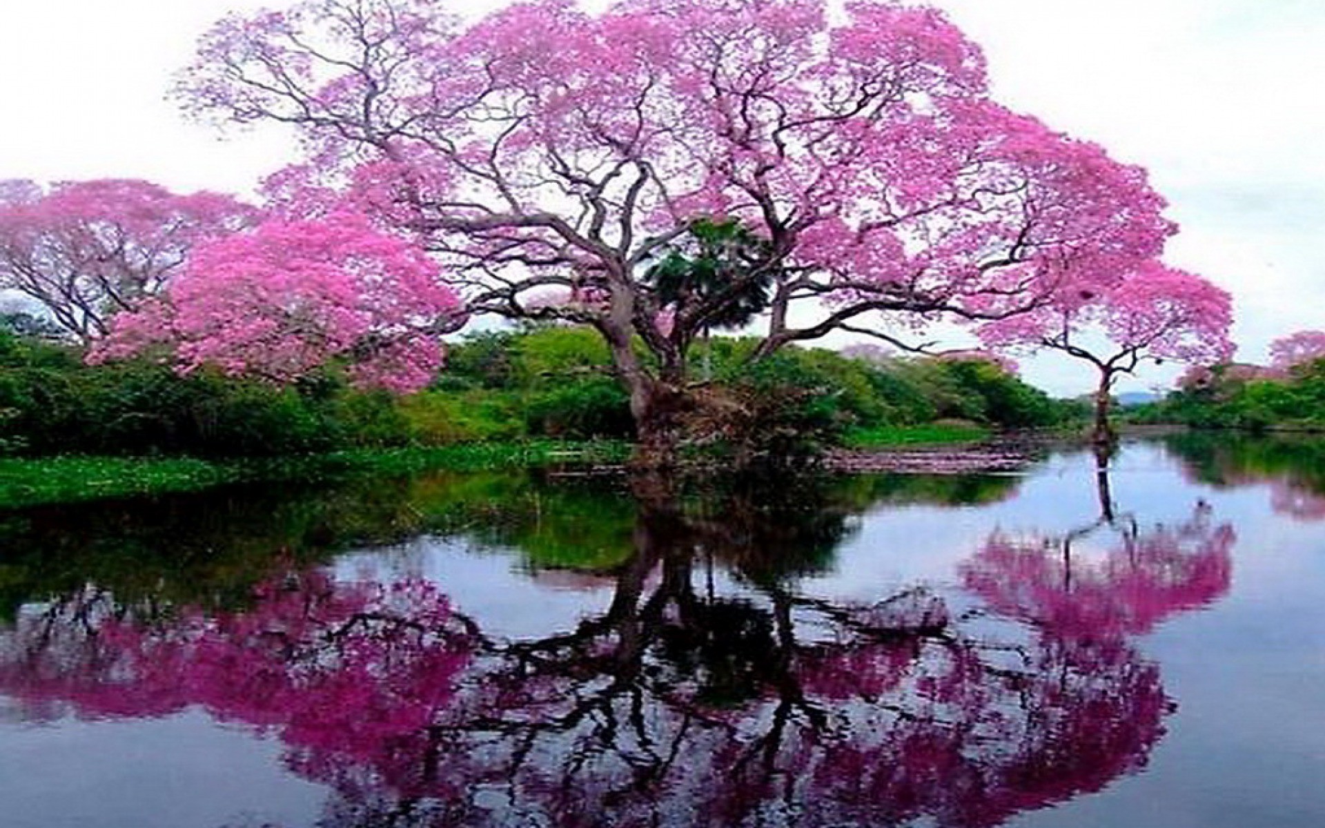 Flowering Tree By The Lake Wallpaper And Image