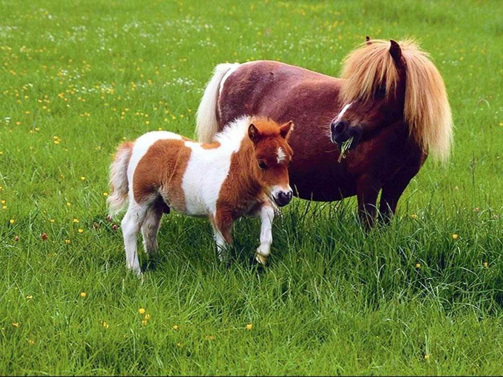 Ponys Fondos De Pantalla Gratis