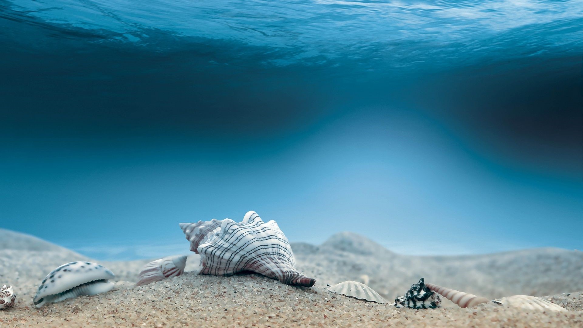 Seashells on the seabed under clear blue water. Underwater 4k wallpaper