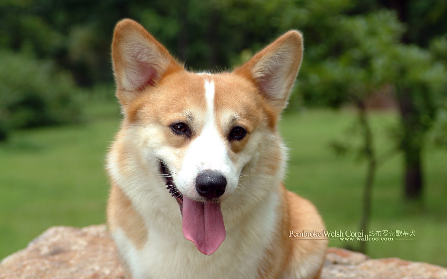 Pembroke Welsh Corgi Dogs And Puppies