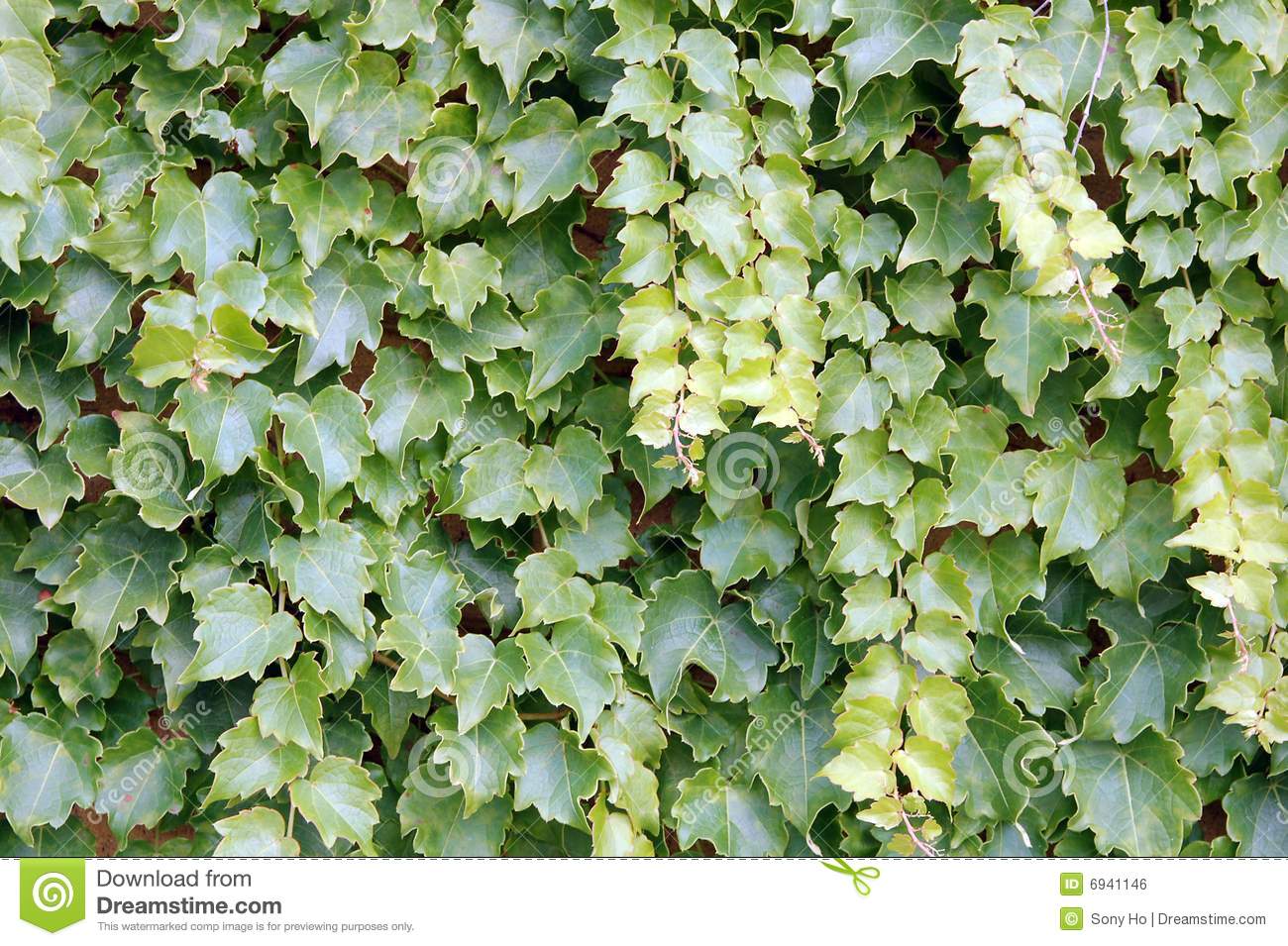 Ivy Vine Wall Royalty Free Stock Image