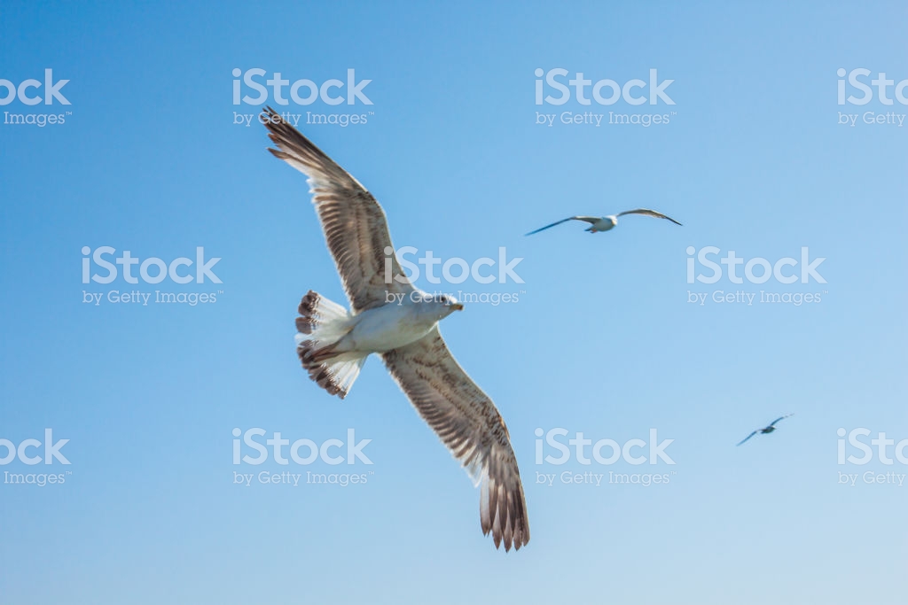 Seagull Background Pattern Stock Photo Image Now Istock