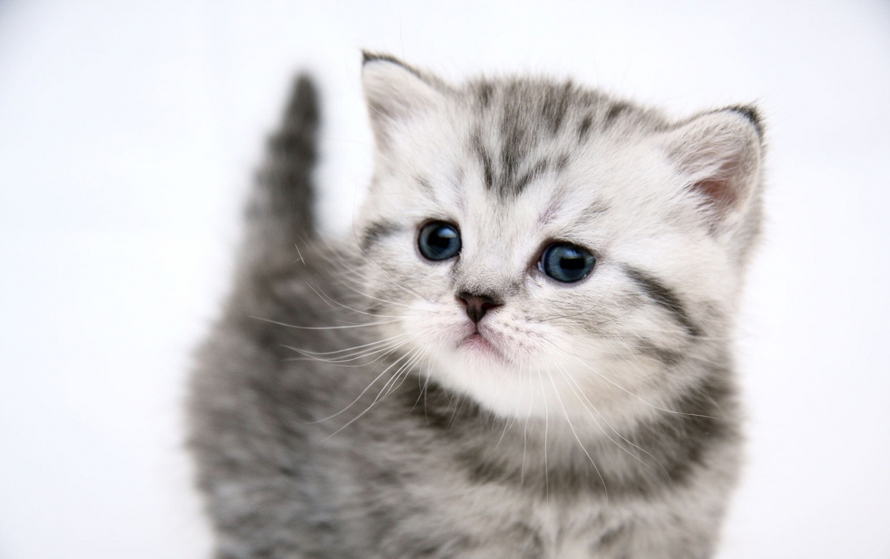 Small Cute Kitty Wallpaper Stock Photos