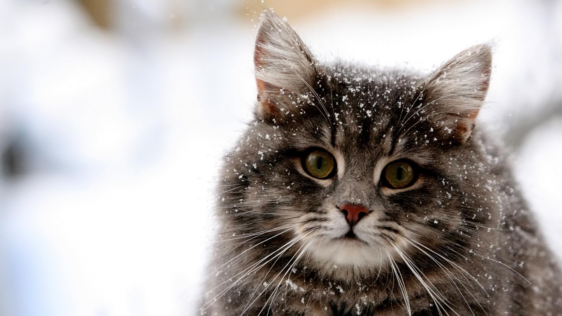 Cute Cat Winter Snow HD Wallpaper