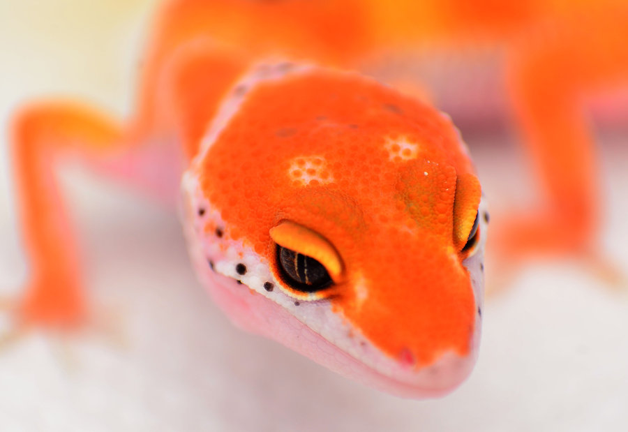 Red Enigma Leopard Gecko By Basticelis