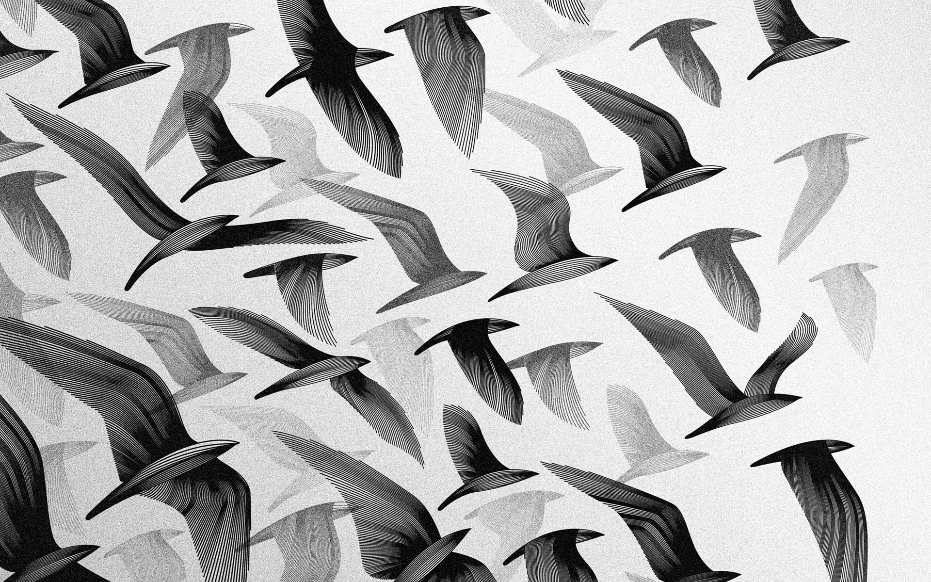 Black And White Birds Backgrounds Wallpaper with black birds