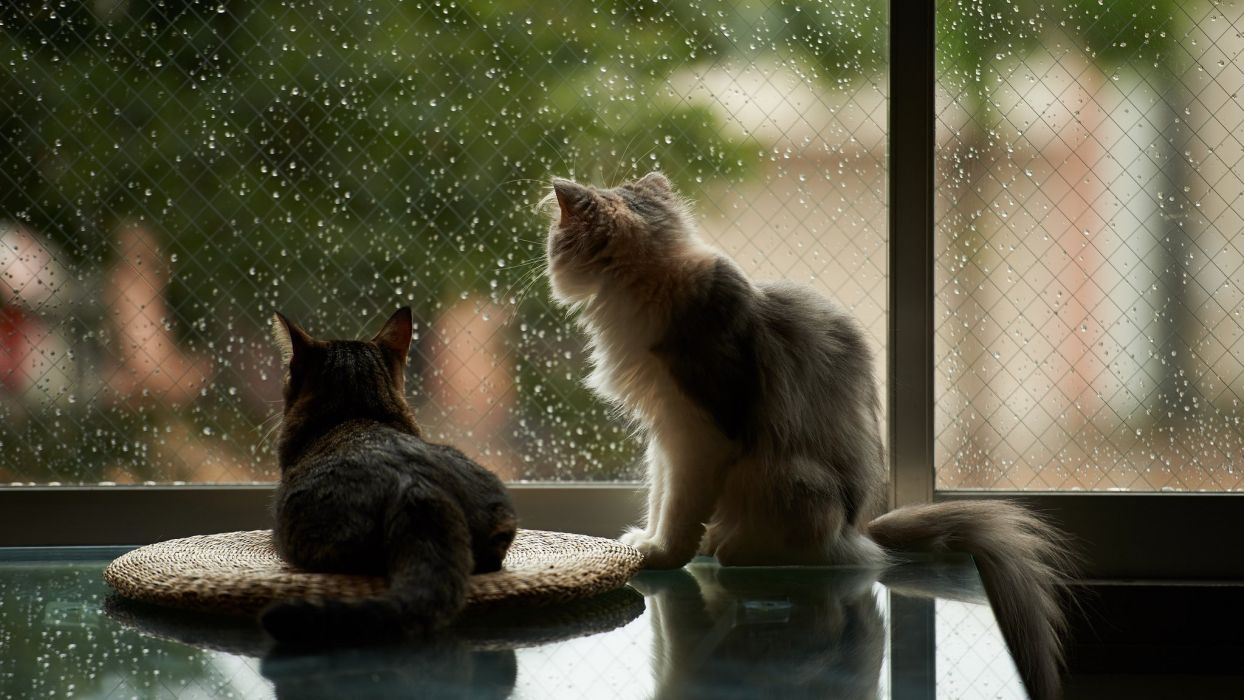 Window Cat House Rain Wallpaper