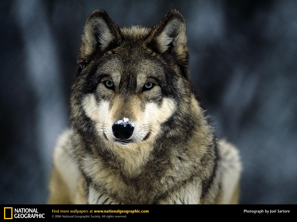  Wallpaper Free Wallpapers Download Animals   National Geographic