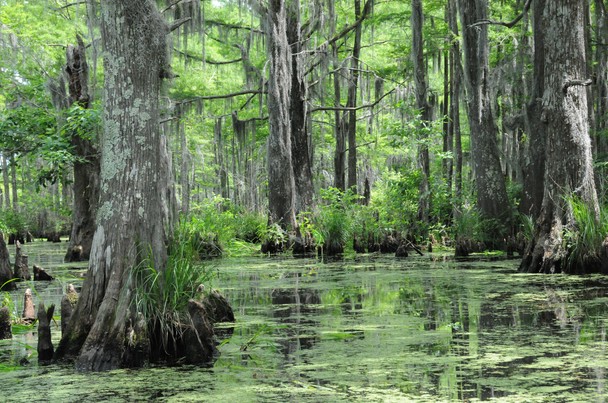 New Orleans Swamp Traveler Photo Contest National Geographic
