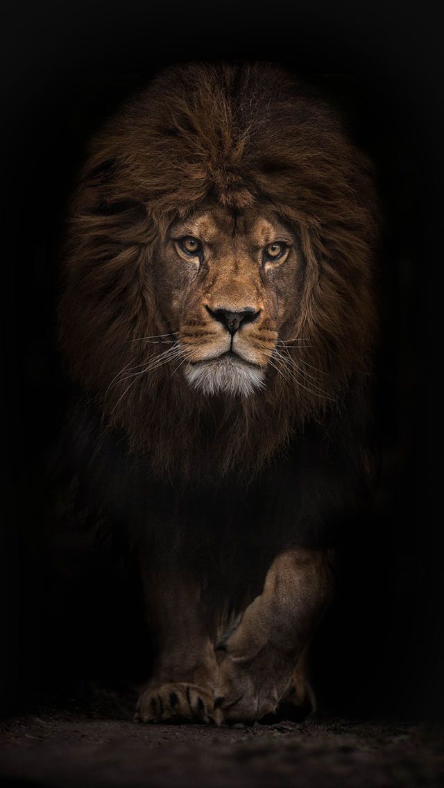 Lion iPhone Wallpaper Background Animals Wild