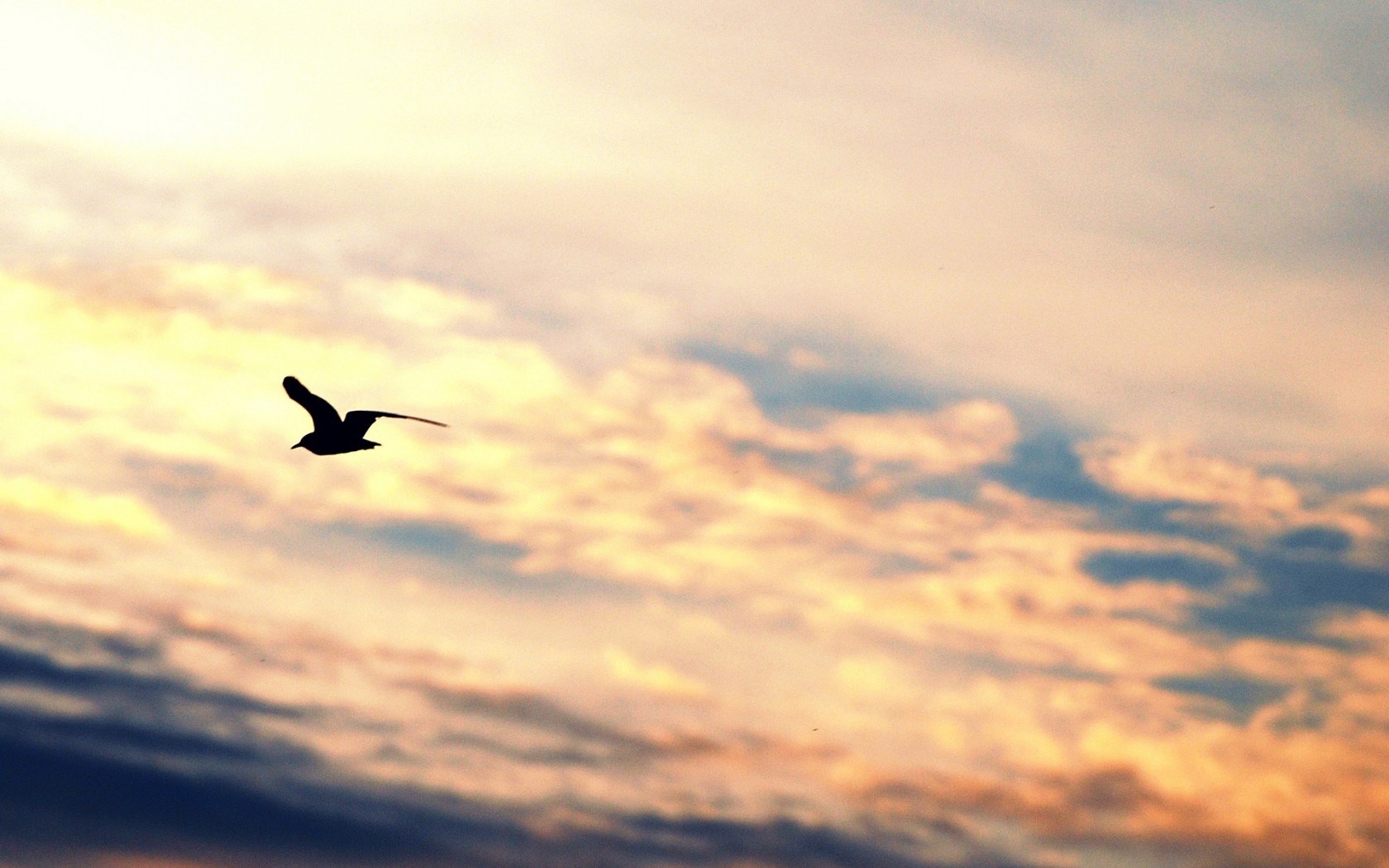 bird flying silhouette gull freedom sky hd wallpaper   Magic4Wallscom