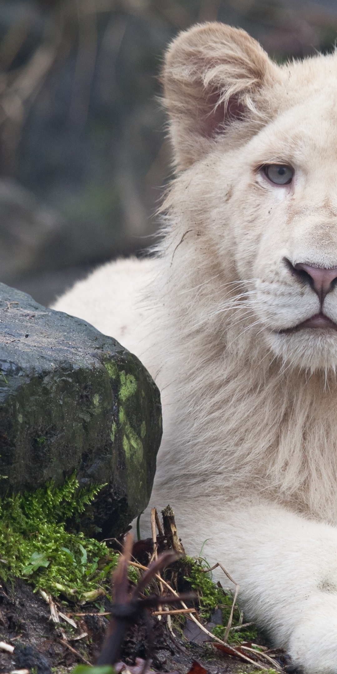 Wallpaper Rock Fluffy Majestic Stare White Lion Resolution