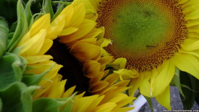 Extra Large Sunflowers Wallpaper Desktop Background