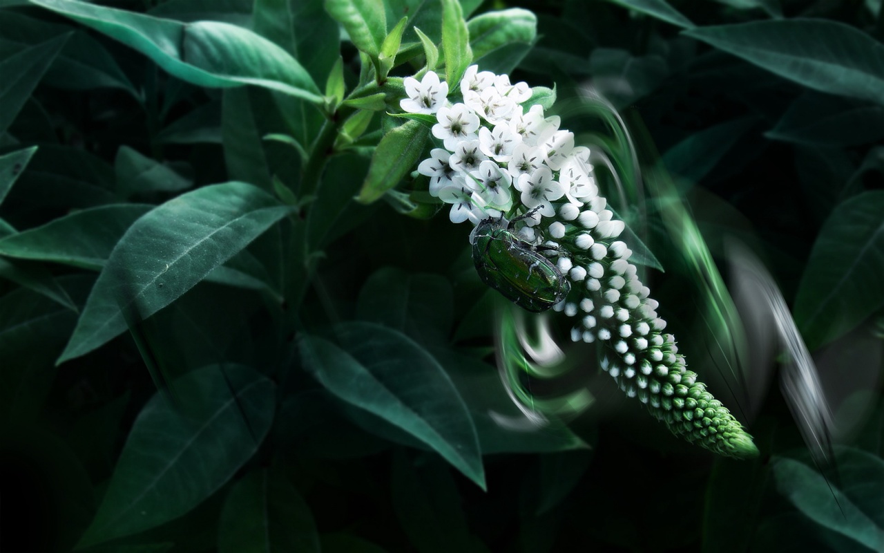 Green Insect Desktop Pc And Mac Wallpaper