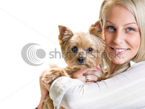 Girl And Yorkshire Terrier