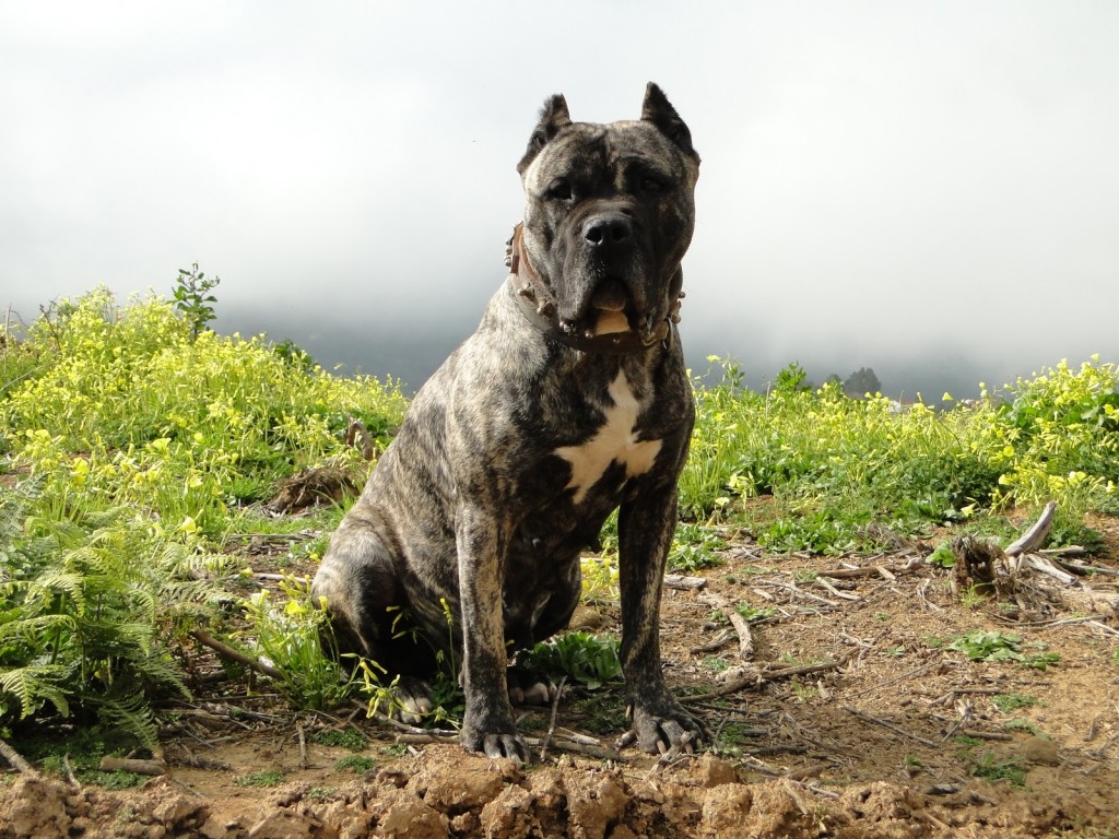 Presa Canario Dog Wallpaper Pictures Image