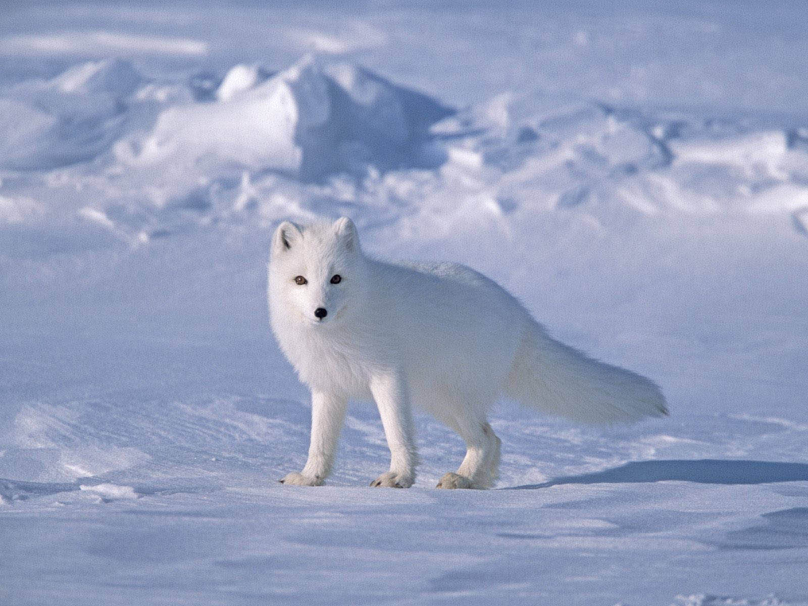 Wallpaper Arctic fox Northern Hemisphere animal Animals 3862