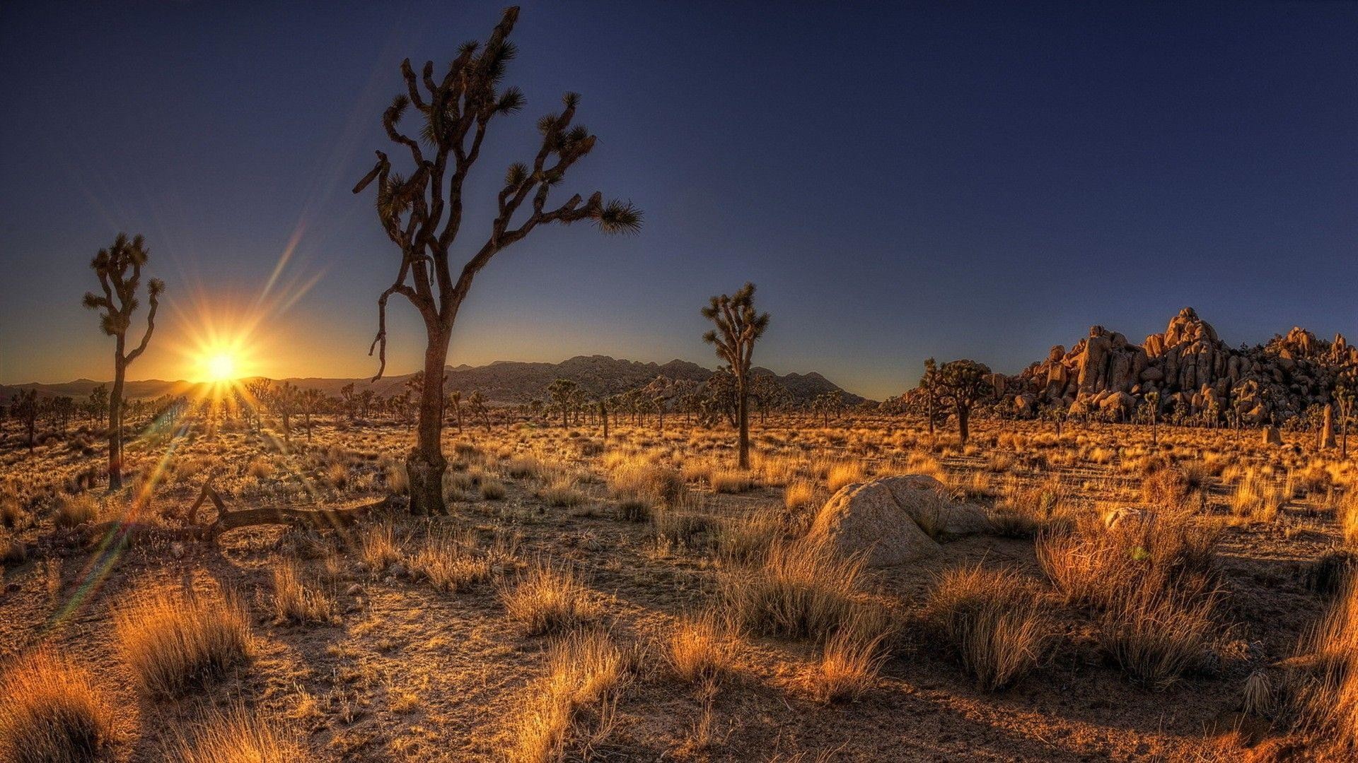 Spring In The Desert Wallpaper