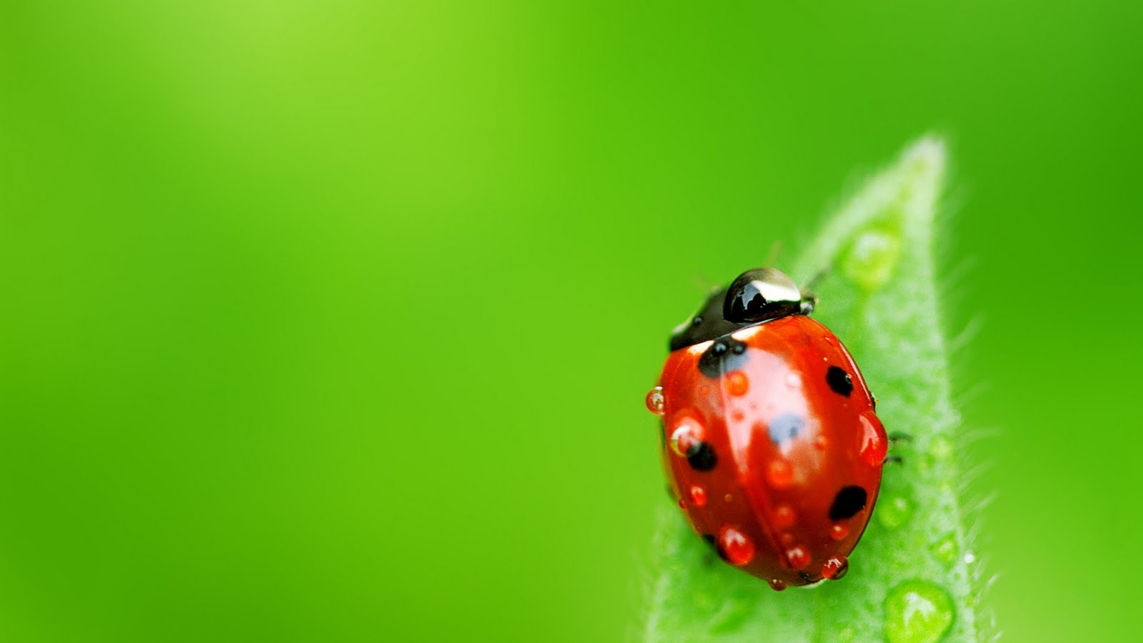 HD Ladybug Wallpaper In For Your Desktop
