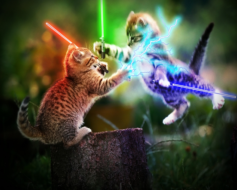Cats Lightsabers Wallpaper Animals HD Desktop