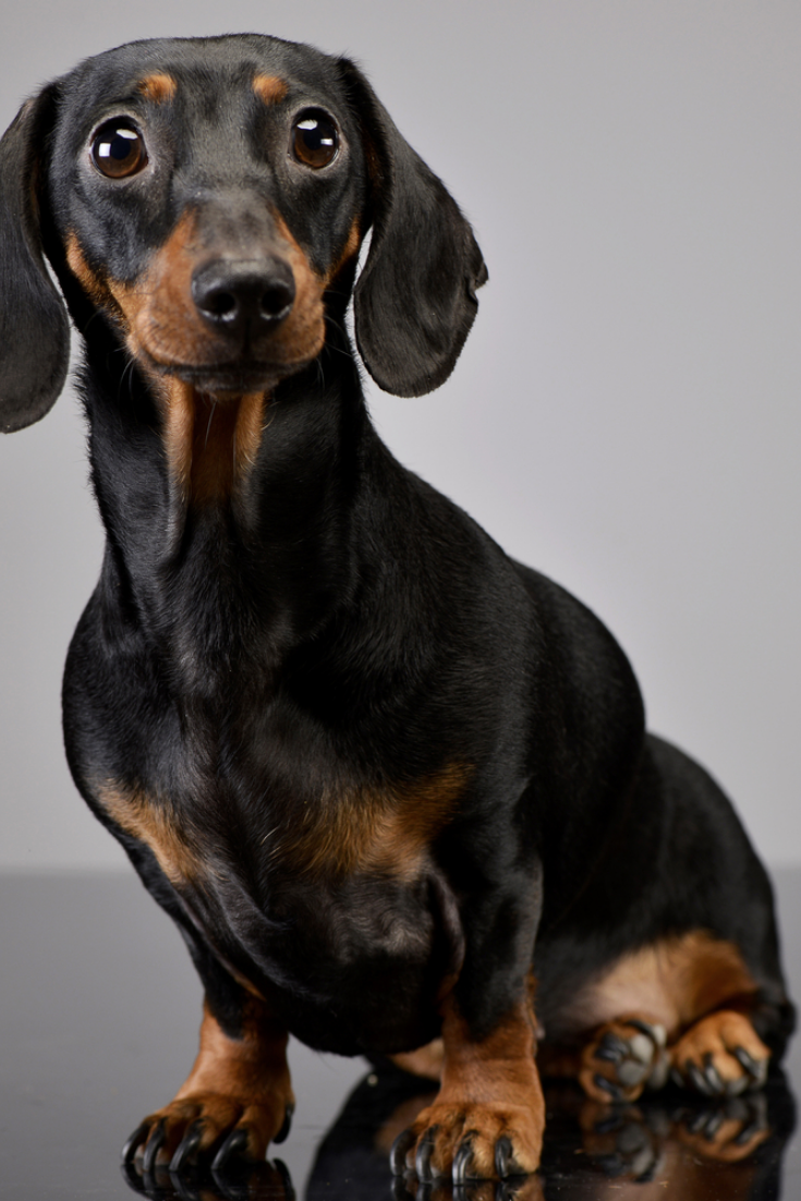 Studio Shot Of An Adorable Short Haired Dachshund Sitting On Grey