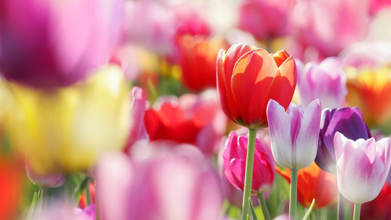 Spring Flowers Tulips Wallpaper Resolution