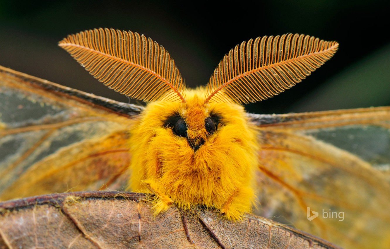 Wallpaper eyes nature sheet wings China insect moth images 1332x850