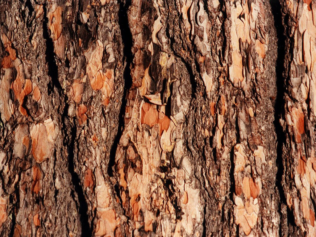 Free download wallpapers Tree Bark Wallpapers [1024x768] for your Desktop,  Mobile & Tablet | Explore 44+ Tree Trunk Wallpaper | Xmas Tree Wallpaper,  Pine Tree Background, Pine Tree Wallpaper