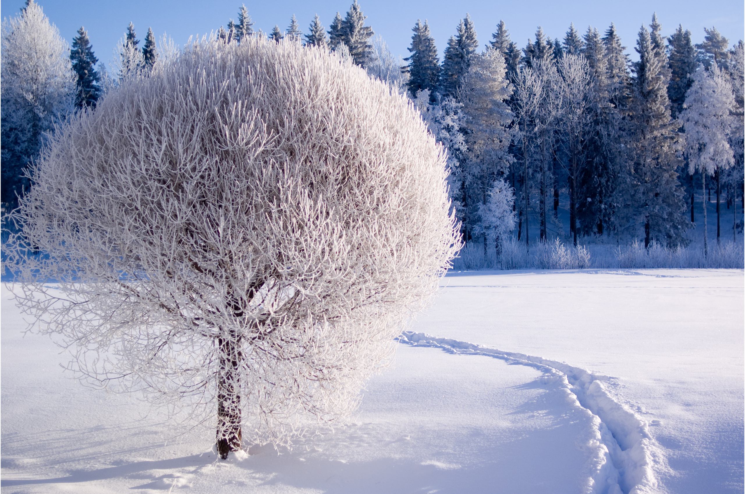 Winter Trees Desktop Background Wallpaper Hd